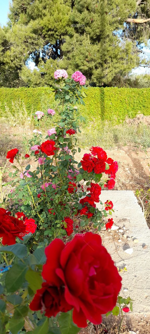 beautiful place in Jordan