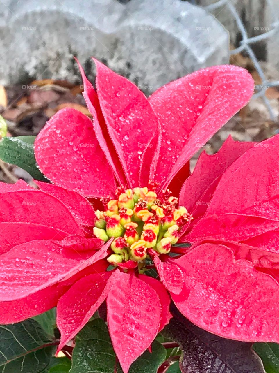 Frosted Poinsetta