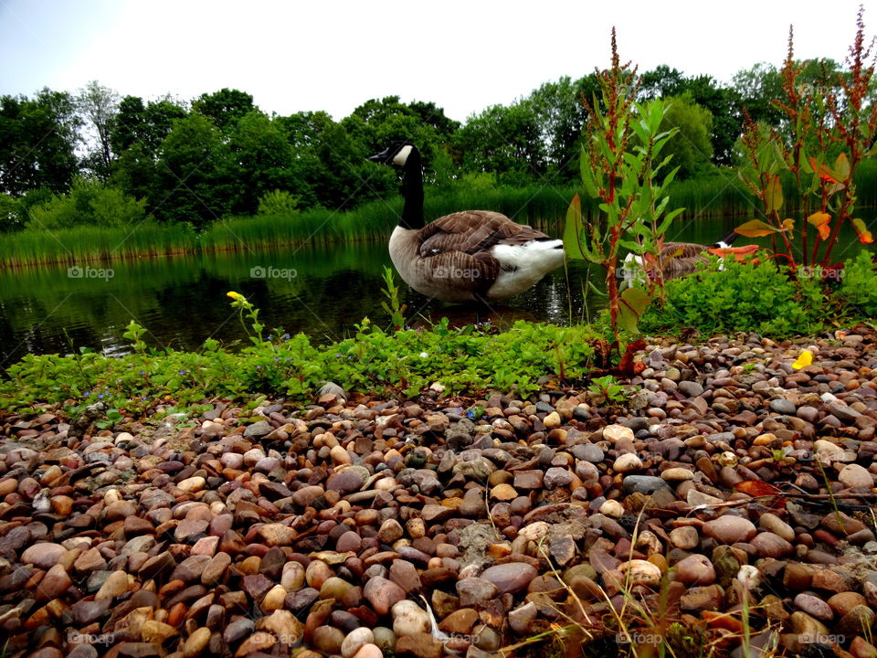 landscape. nature in the Jubilee Campus,University of Nottingham