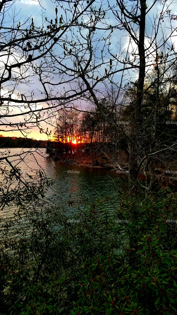 sunset peeking through trees.