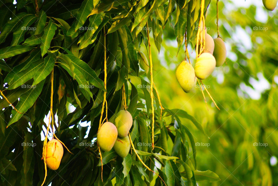 Mangoes on tree