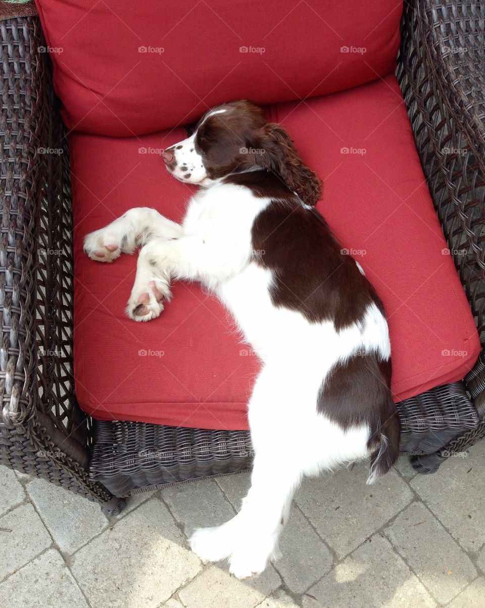 English Springer Spaniel