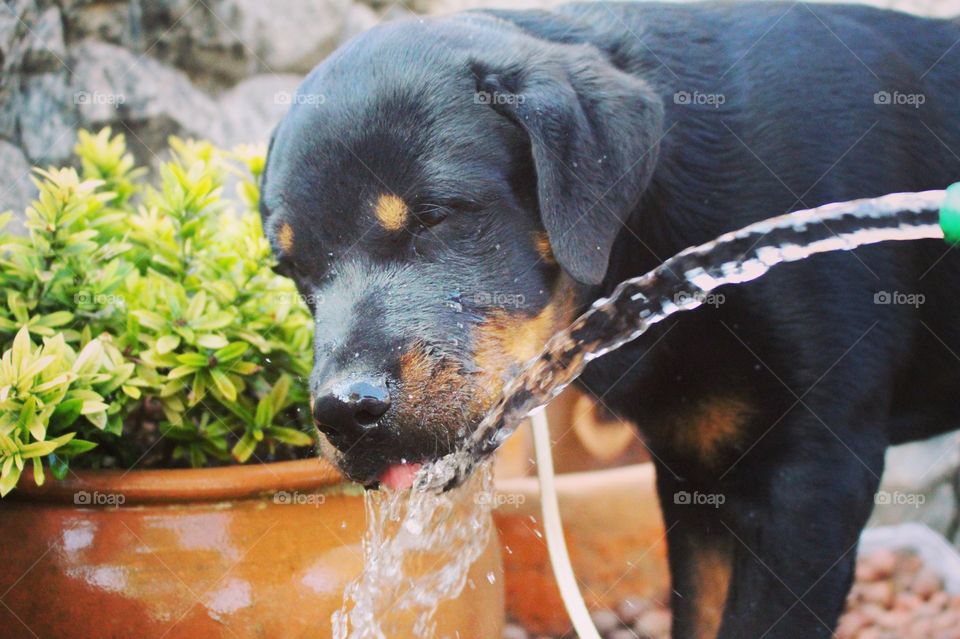 Rottweiler puppy drinking water when I go to water the flowers of the garden.