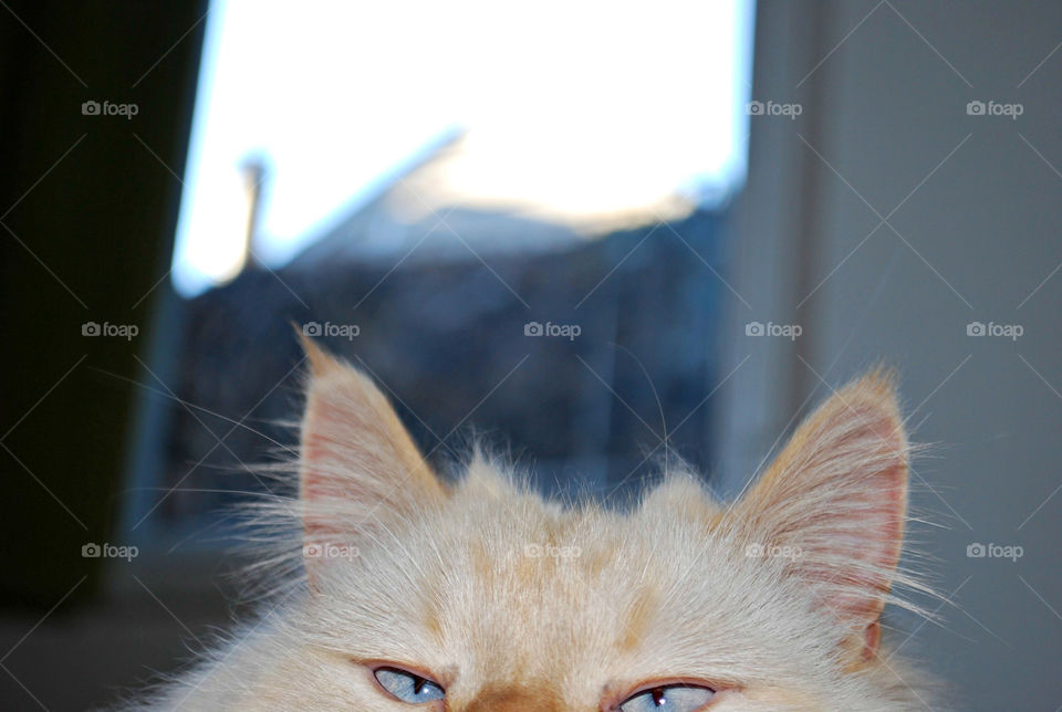 Curious White Cat Peeking, Blue Cat Eyes