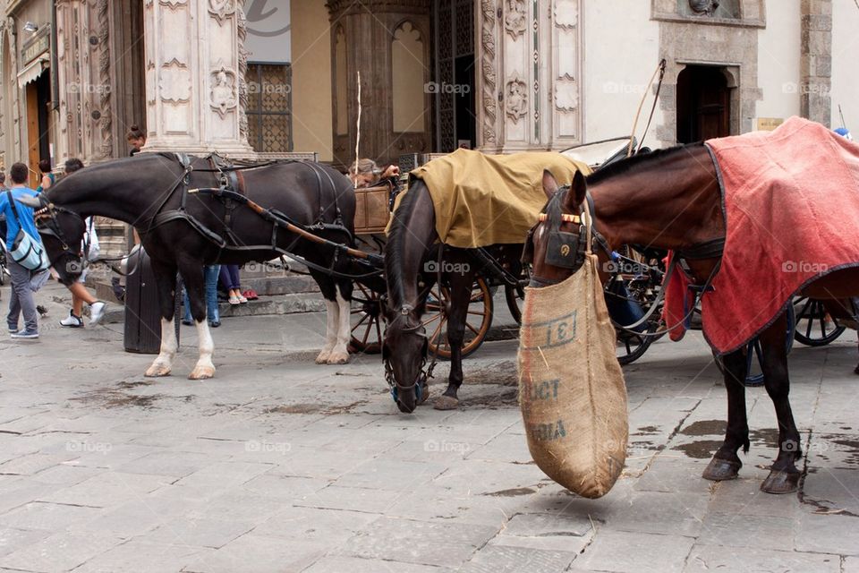 Horse Feeding