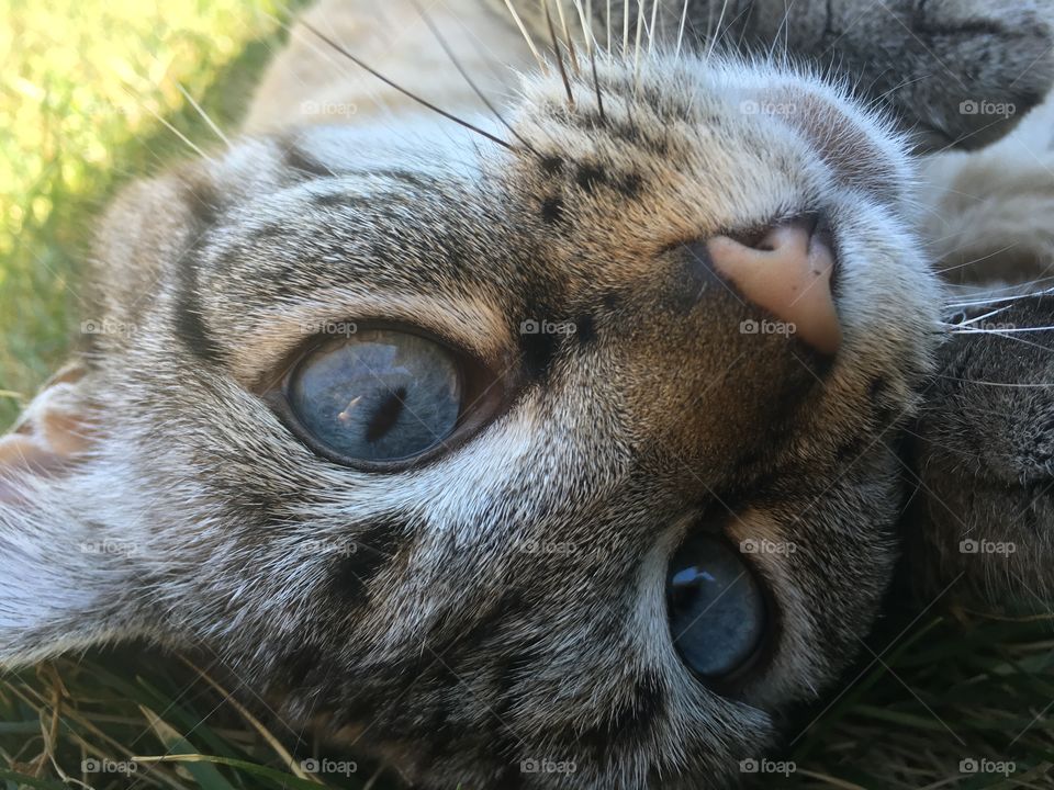 Gray striped playful cat with big blue eyes rolling in grass