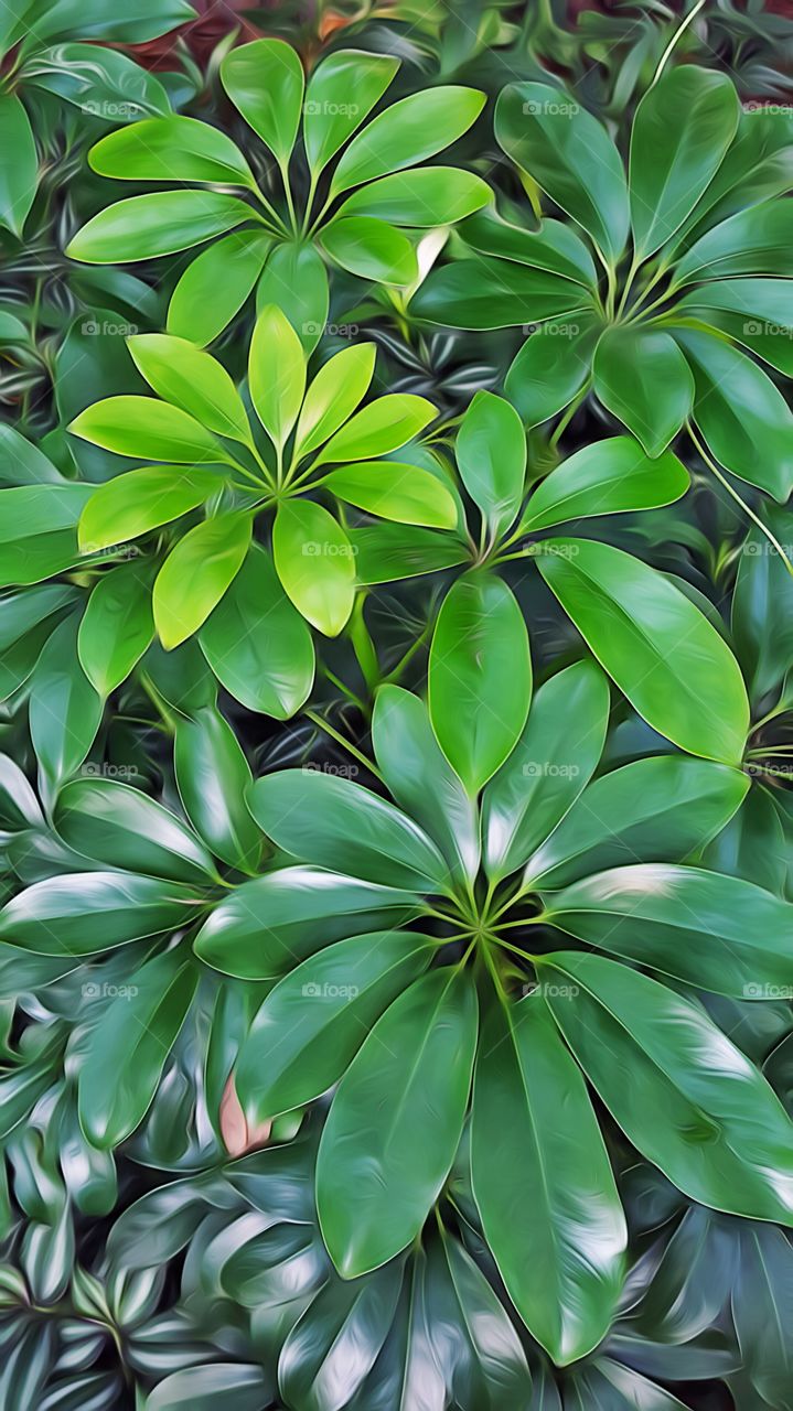 green leaf blur