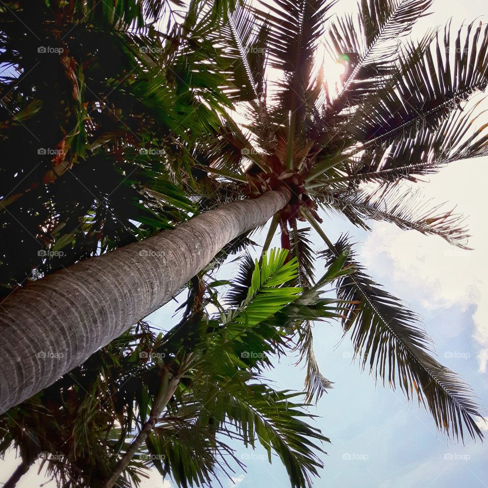 Kota Kinabalu, after lunch rest by the sea under the waving palms.