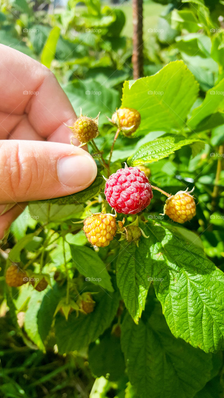 hand picking raspberry