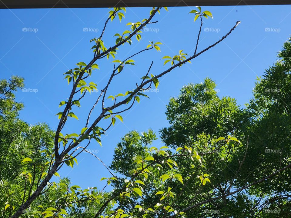 leafy branches reaching toward the sky