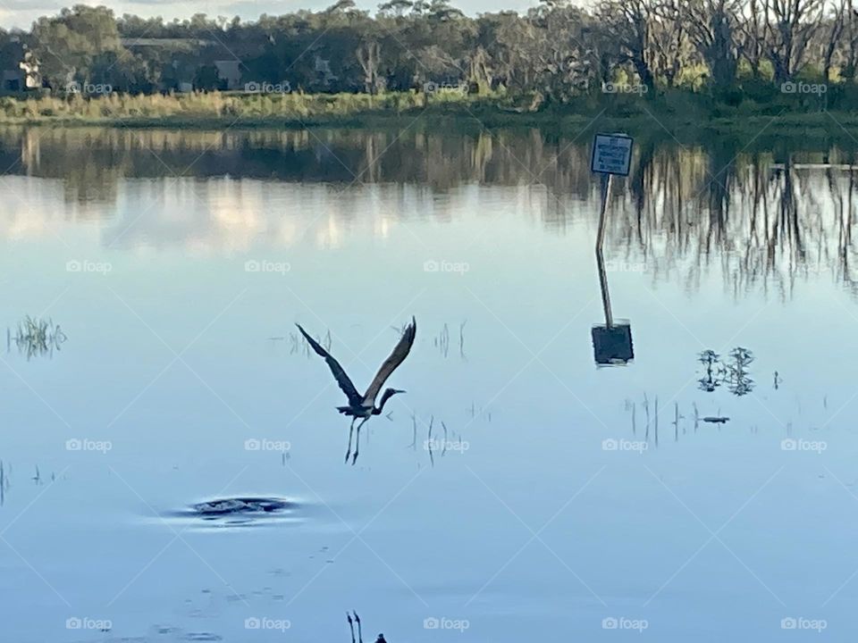 Ibis bird flying over lake in Florida 