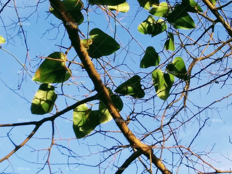 green leaves in winter