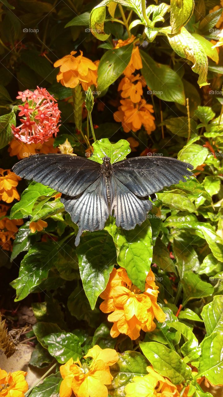 Dark butterfly
