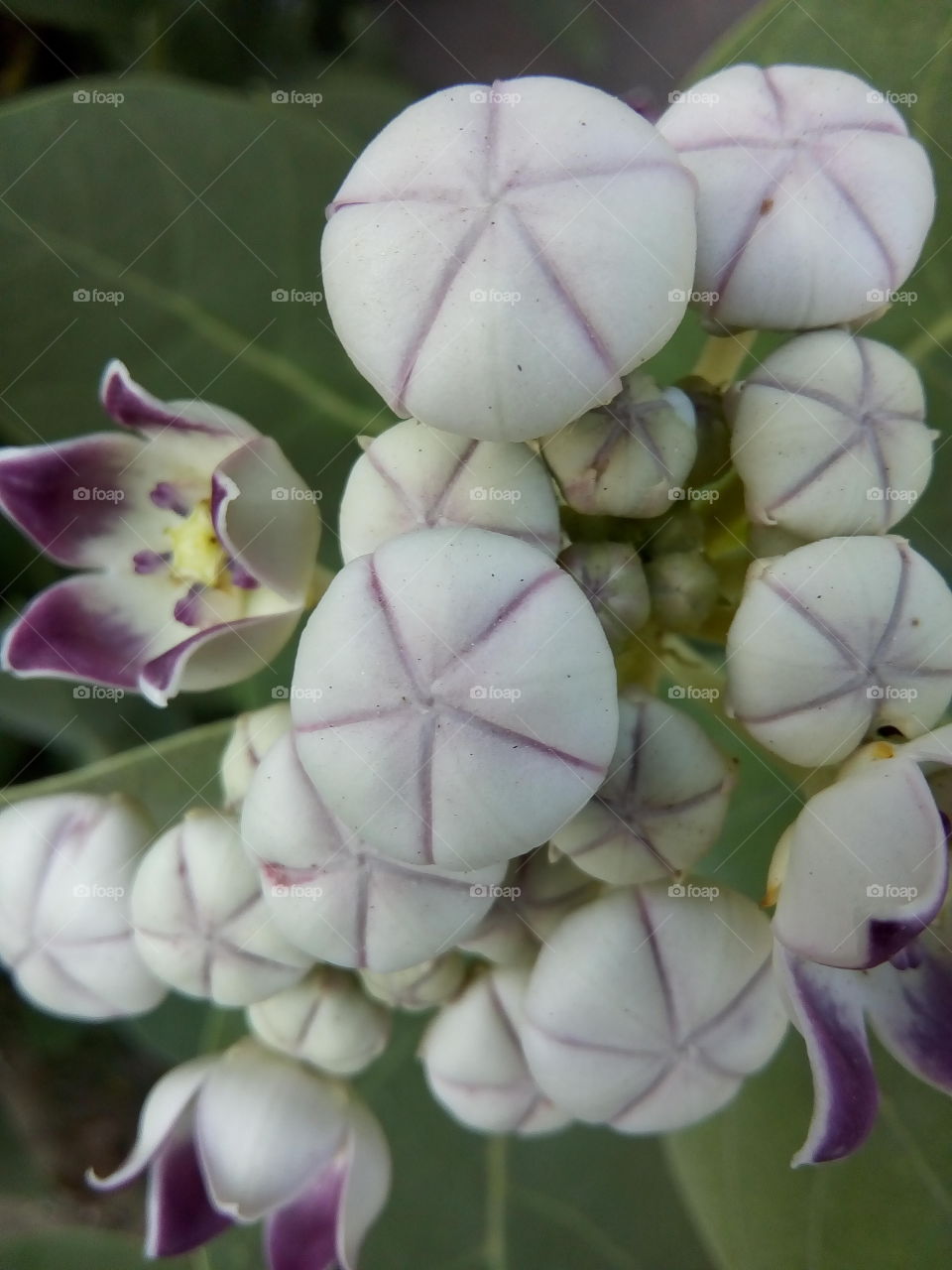 flowers of Calotropis gigantea