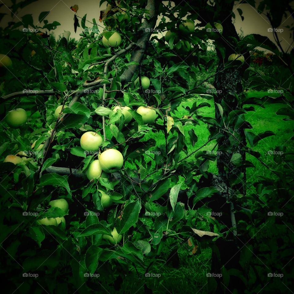 Apple tree