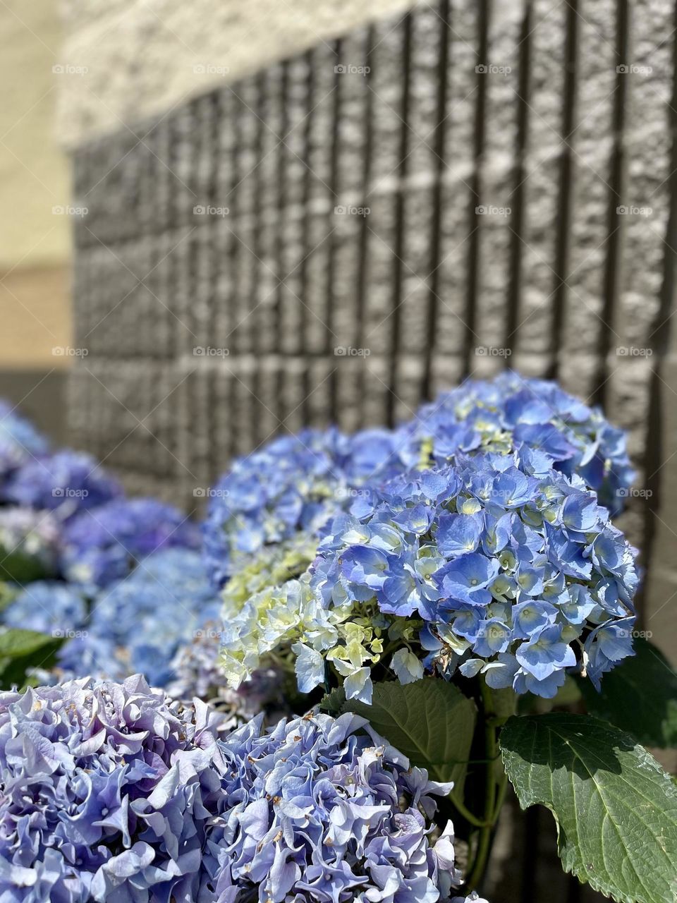 Beautiful blue flowers. Blooming hydrangeas 