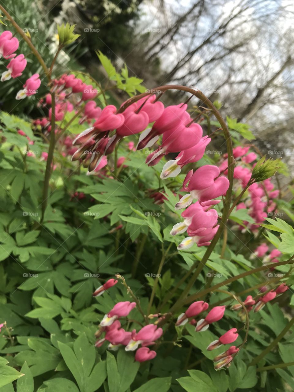Bleeding hearts that bloomed in my backyard. Only lasted a week with the bloom but so pretty !!! 