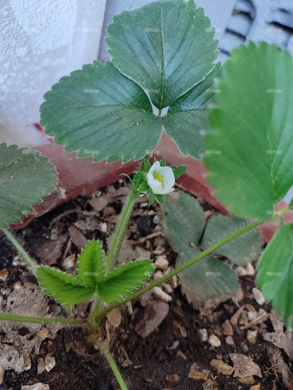 Strawberrie flower