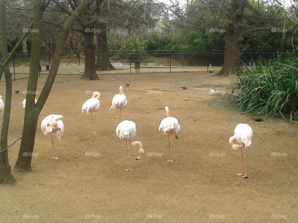 flamingos