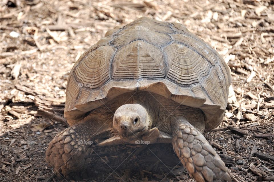 Brown Turtle close up