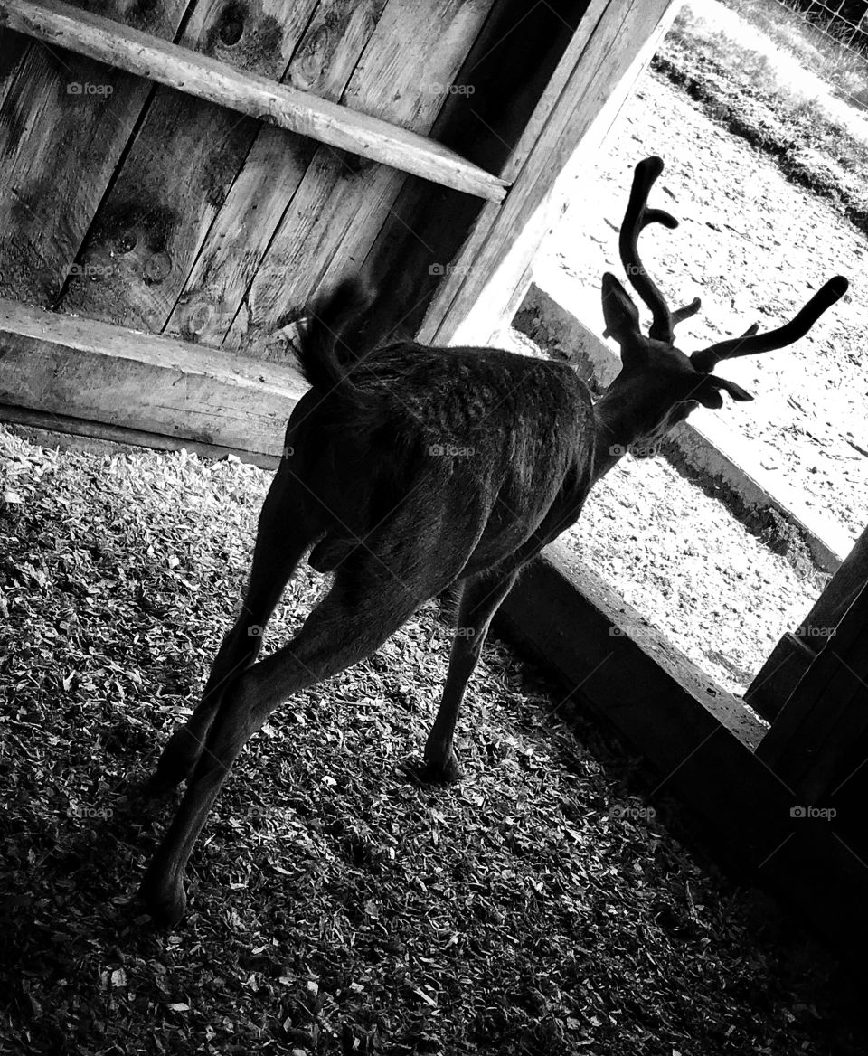 Black and white photo of a young buck—taken in New Era, Michigan 