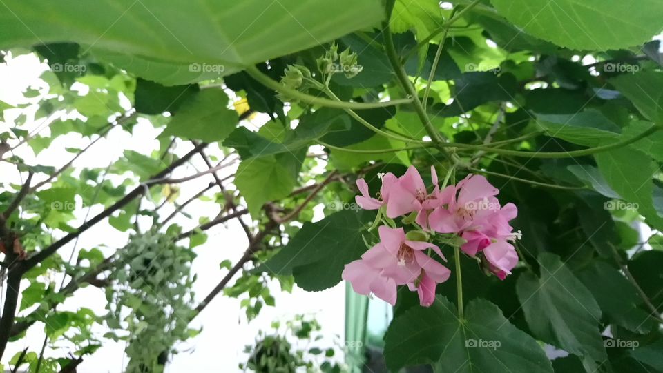 Thai Flower named Pud Tarn. #littleflower #flower #garden #pink #nature