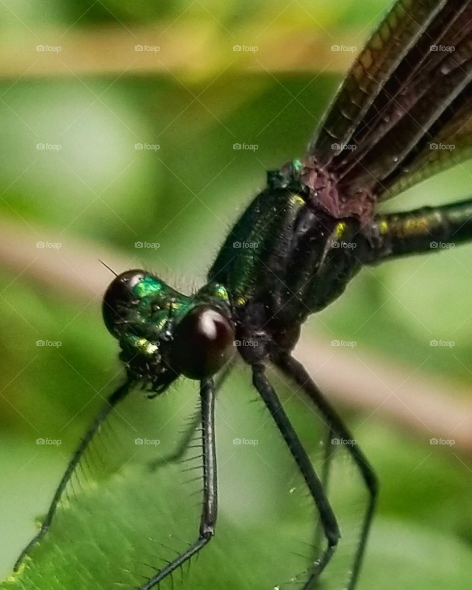 Dragonfly close up