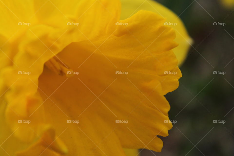 one more daffodil shot