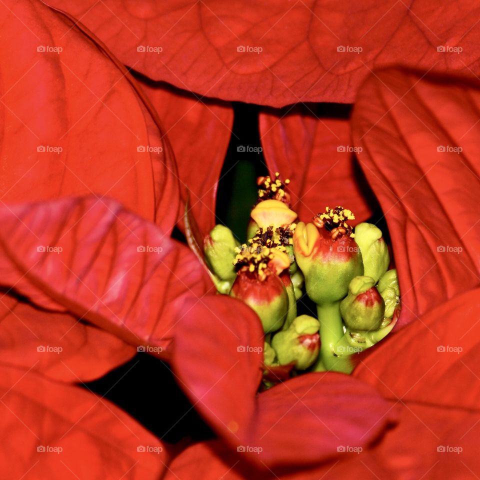 Red poinsettia flower