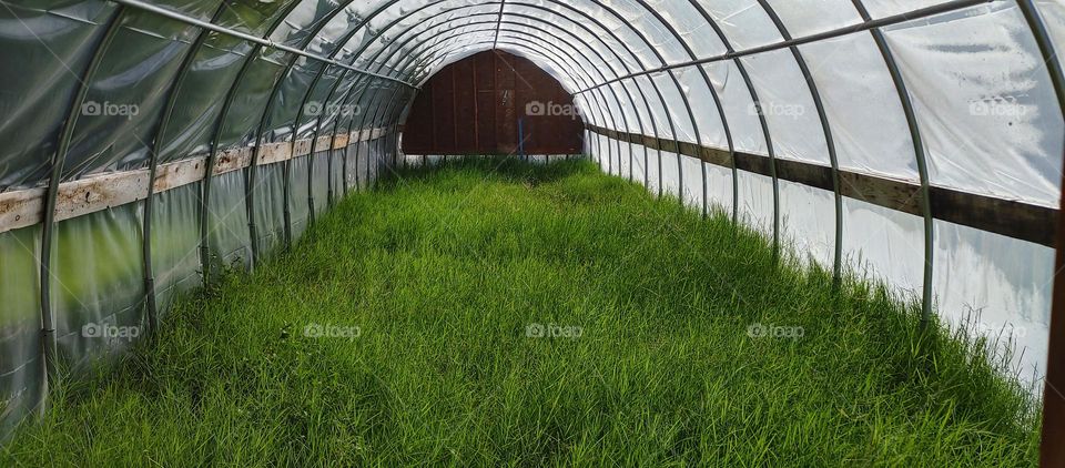 Growing grass in the greenhouse
