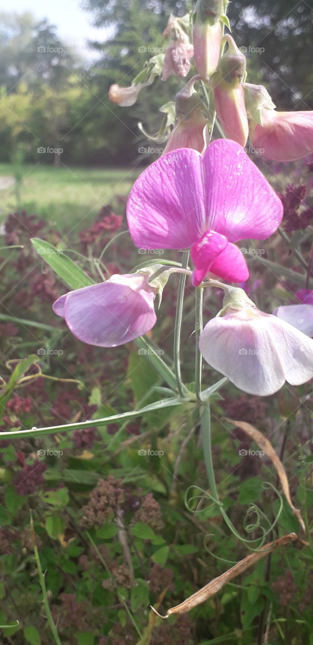 pink sweet peas in the morning