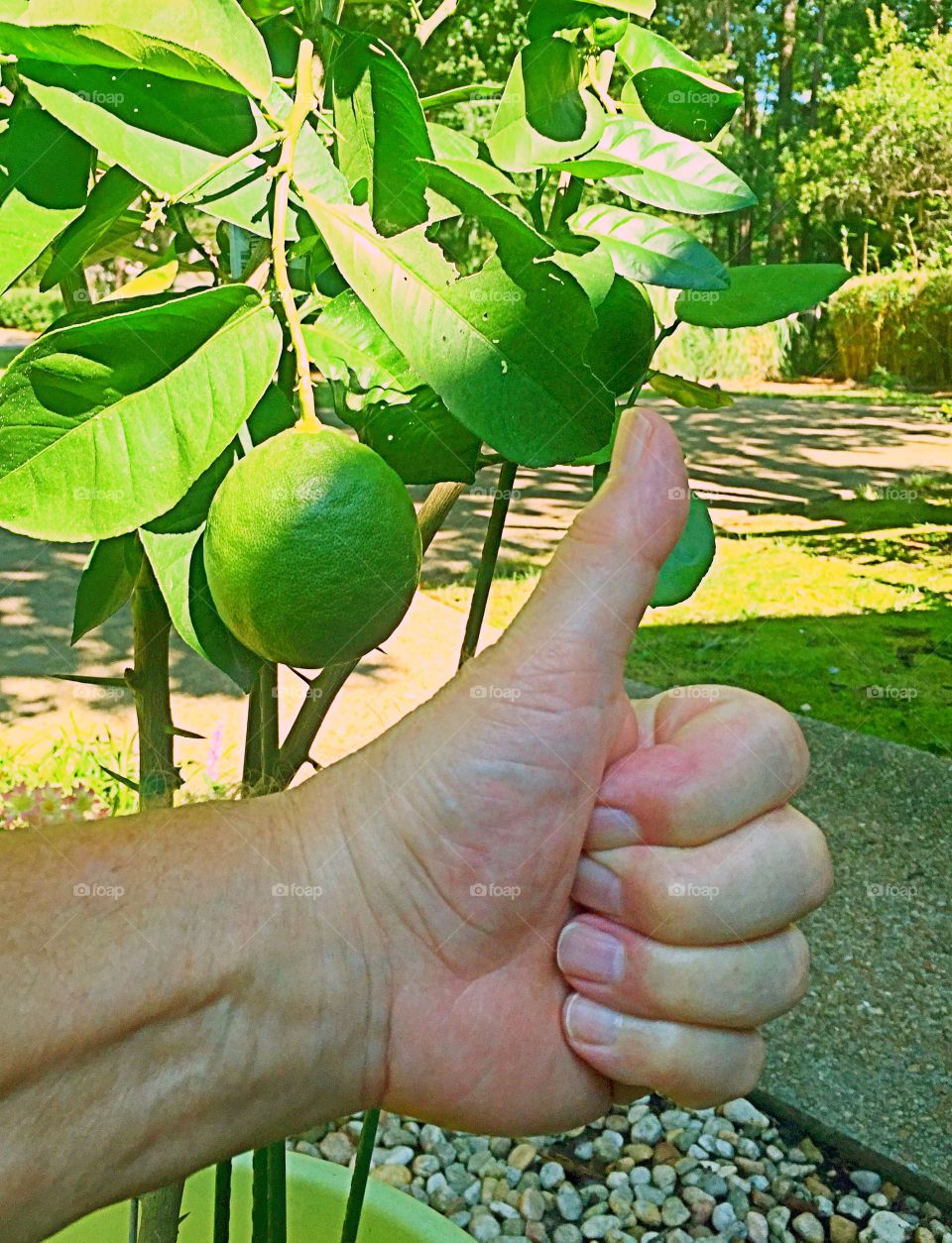 Thumbs up to lemons