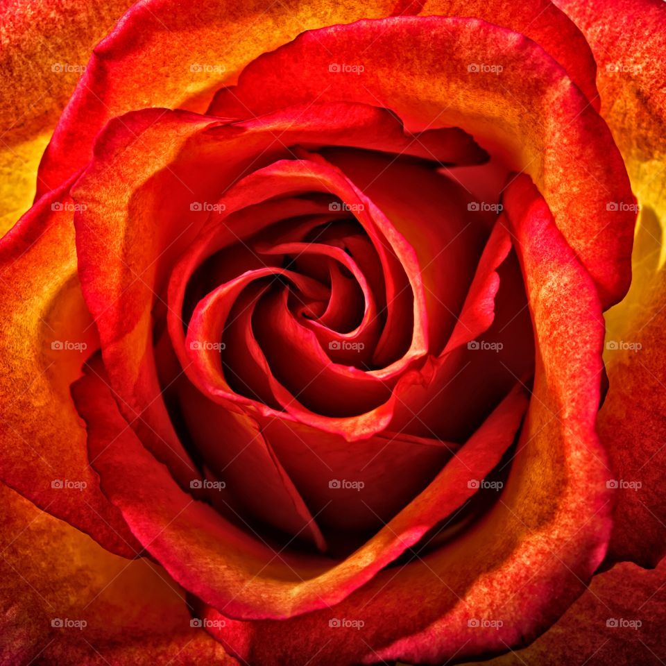 Closeup of a beautiful rose