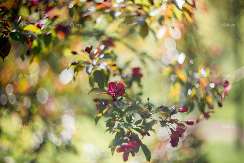 Blossom branch of crabapple at sunny day