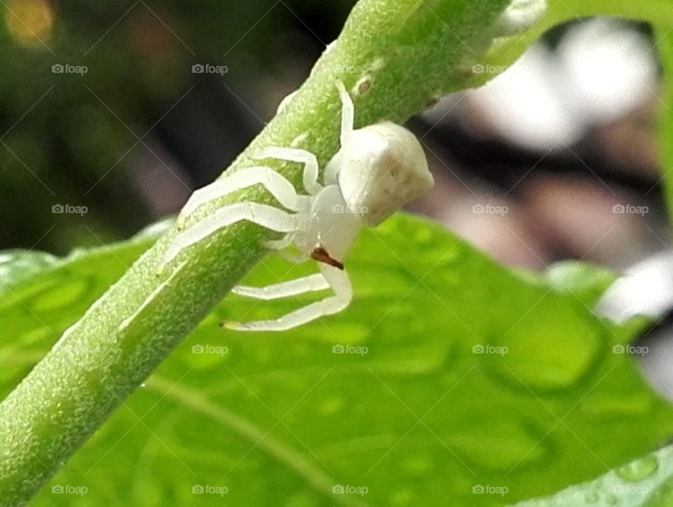 Spider's molting