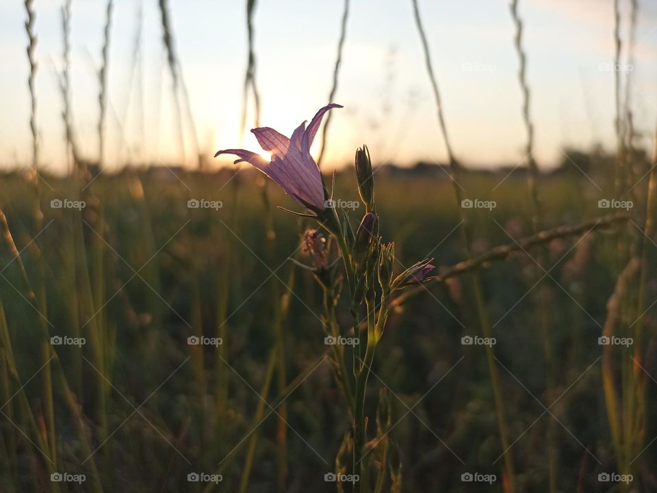 Campanula patula or spreading bellflower is a plant species of the genus Campanula