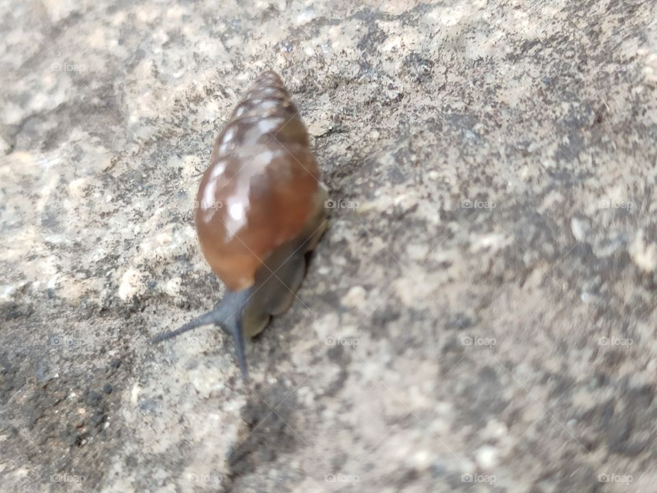 🐌