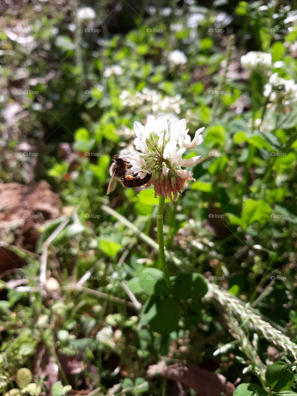 Bee on a Clover