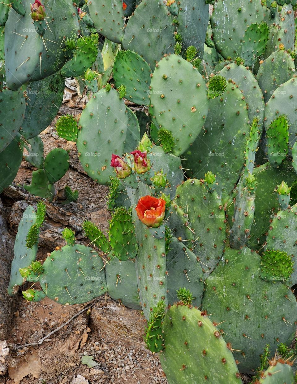 Prickly Pear Cactus in Bloom