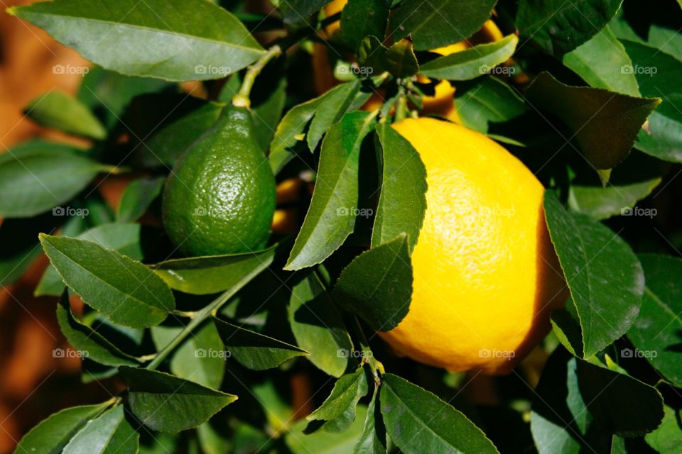 Lemon fruit