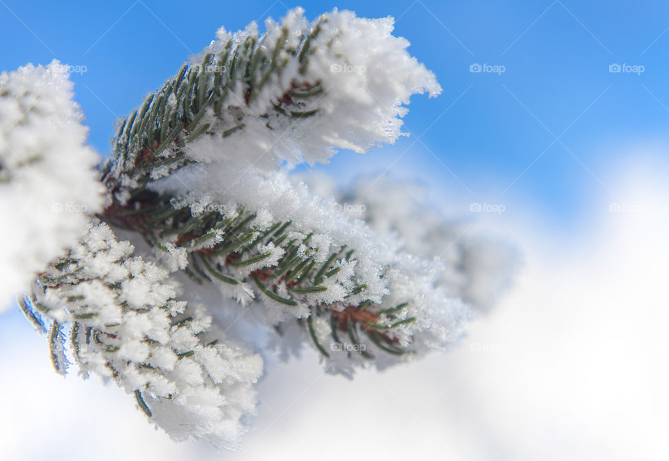 snow-covered fir branch