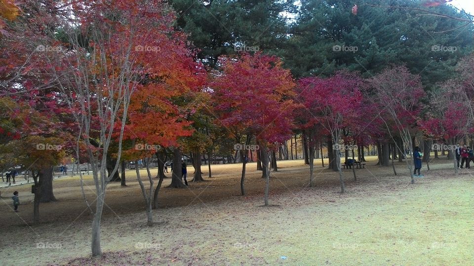 a tree with red leaves in a city park