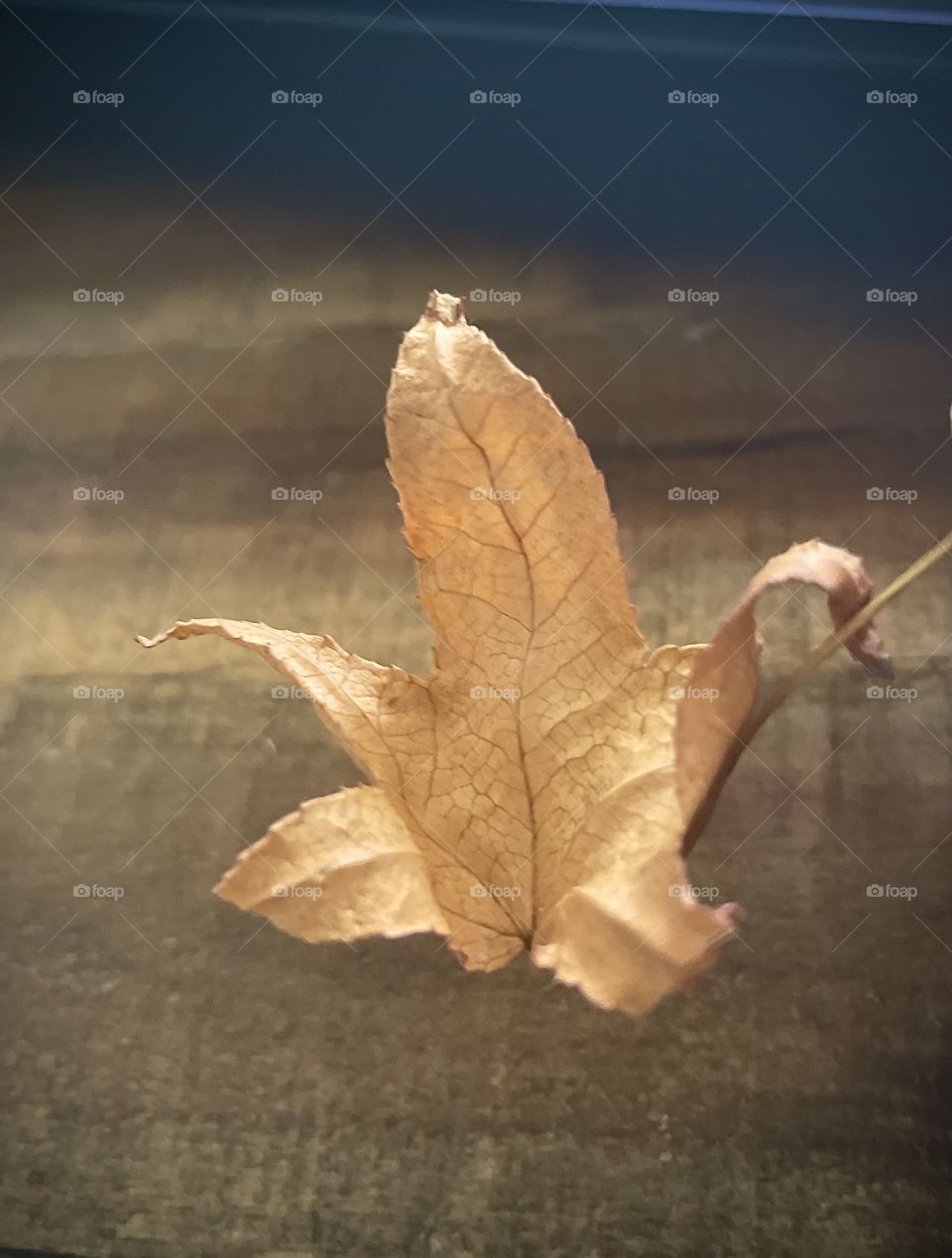 Even the tiniest of leaves are beautiful 🍁