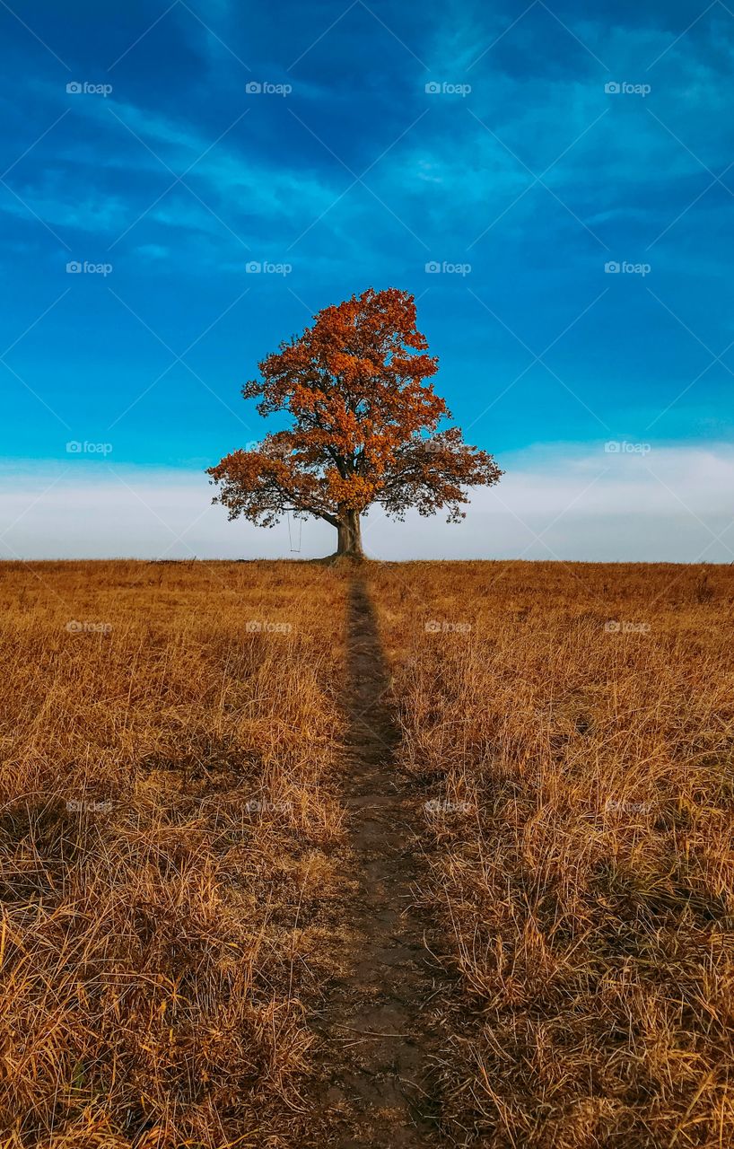 Lonely tree on the field, autumn colors