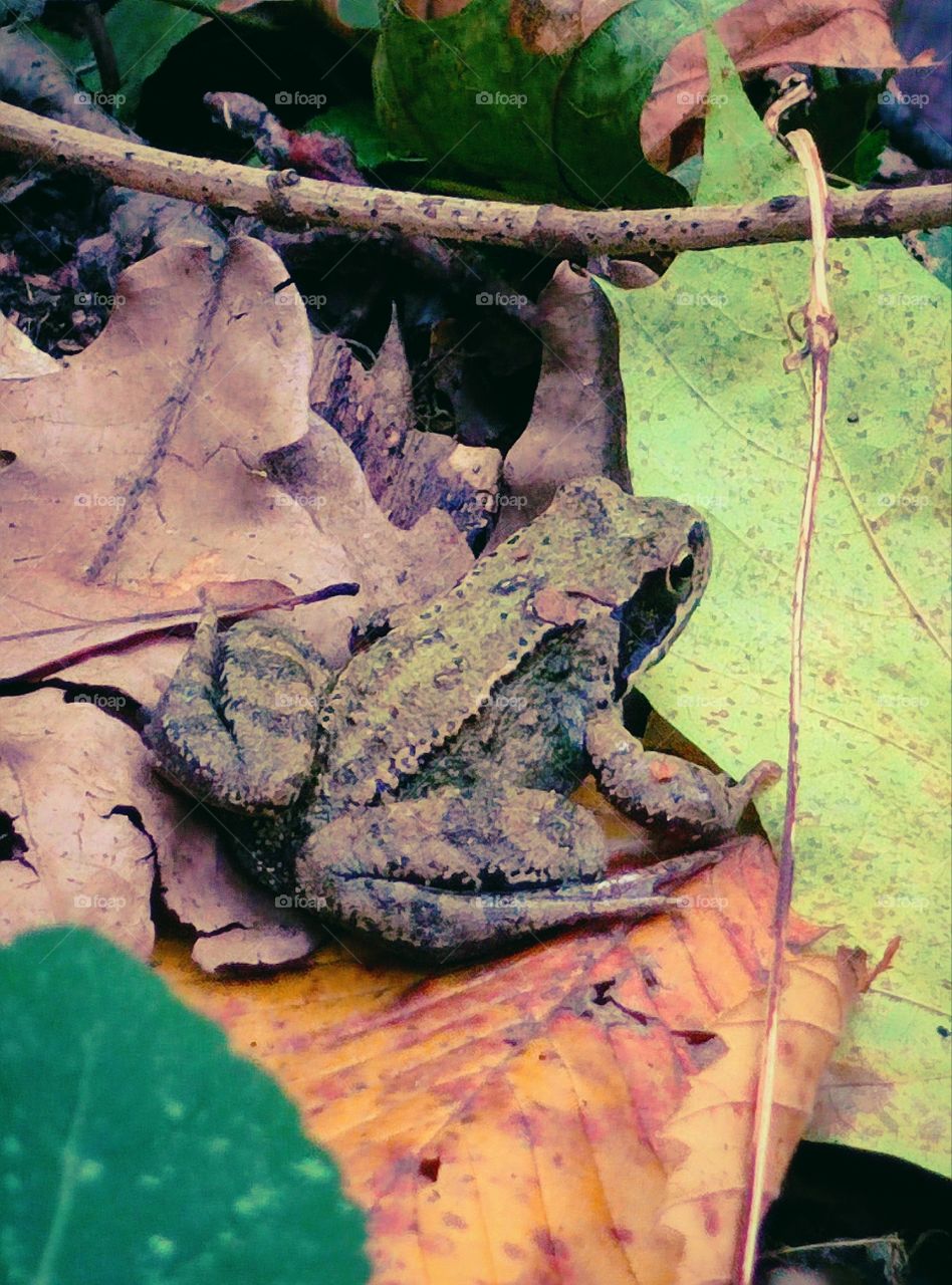 Autumn forest.  Frog on colorful leaves