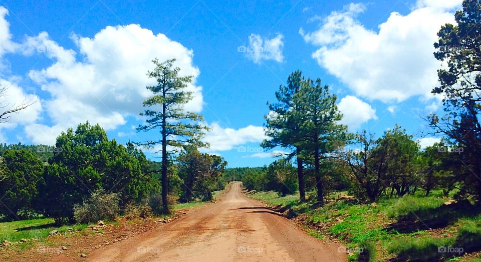 Dirt road passing through forest