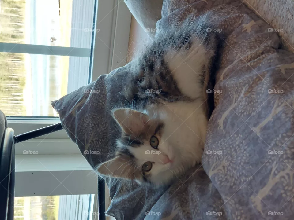 Katt