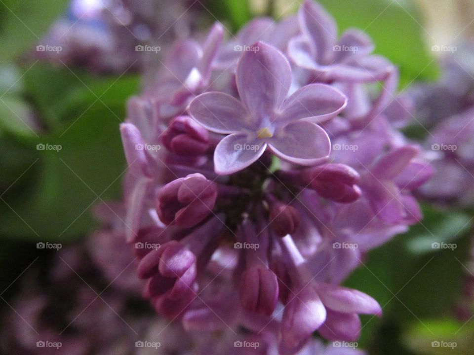 lucky five petal lilac flower