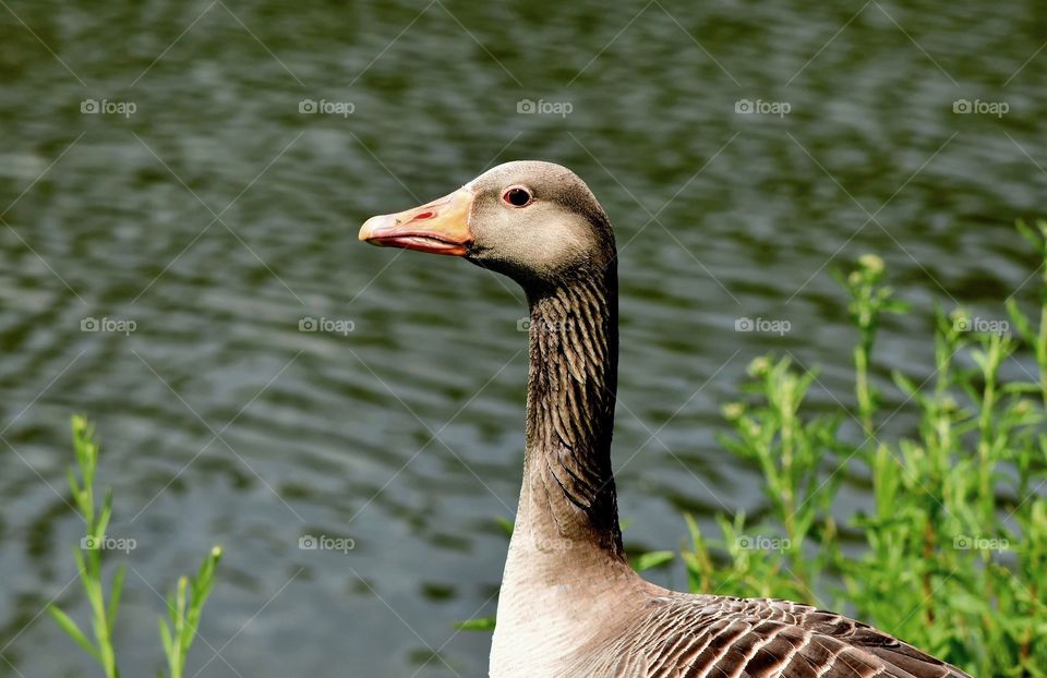 Goose greylag goose bird