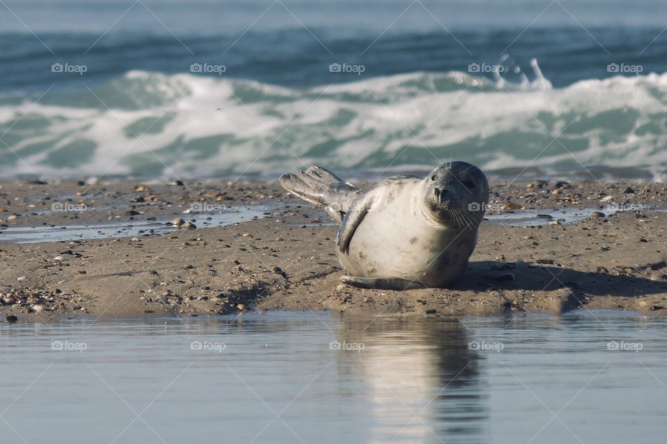 Cape Cod seal soaking up the sun 